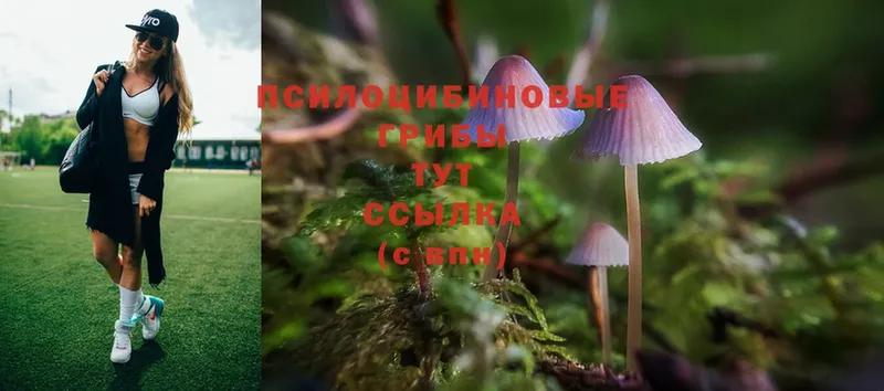 Галлюциногенные грибы MAGIC MUSHROOMS  дарнет шоп  Кыштым 